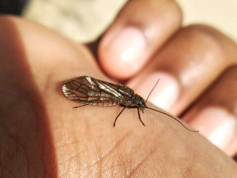 Image of Alderfly