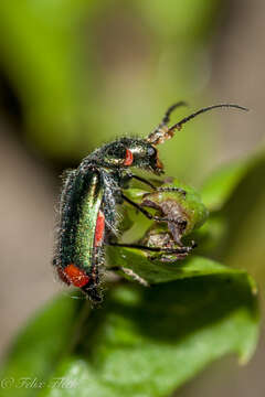 Image of <i>Malachius bipustulatus</i>