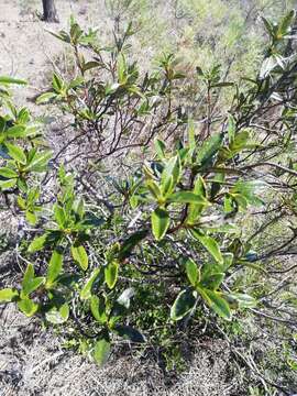 Image of Cistus ladanifer subsp. sulcatus (J. P. Demoly) P. Montserrat