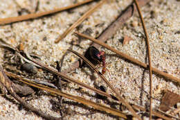 Image of Florida Harvester Ant