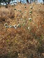 Image of soft western rosinweed