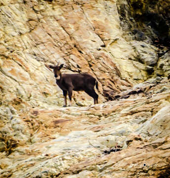 Image of goral