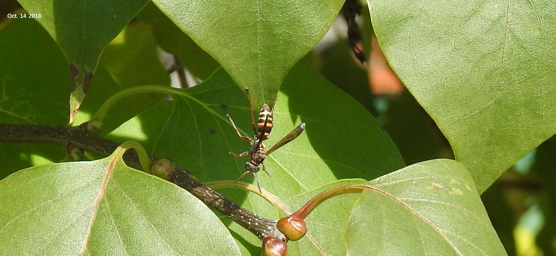 Image of Polistes snelleni de Saussure 1862