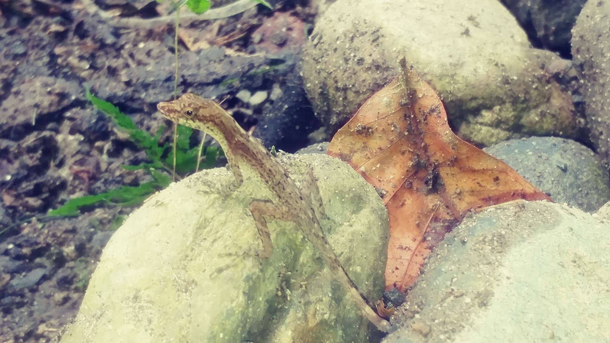 Image of Anolis apletophallus Köhler & Sunyer 2008