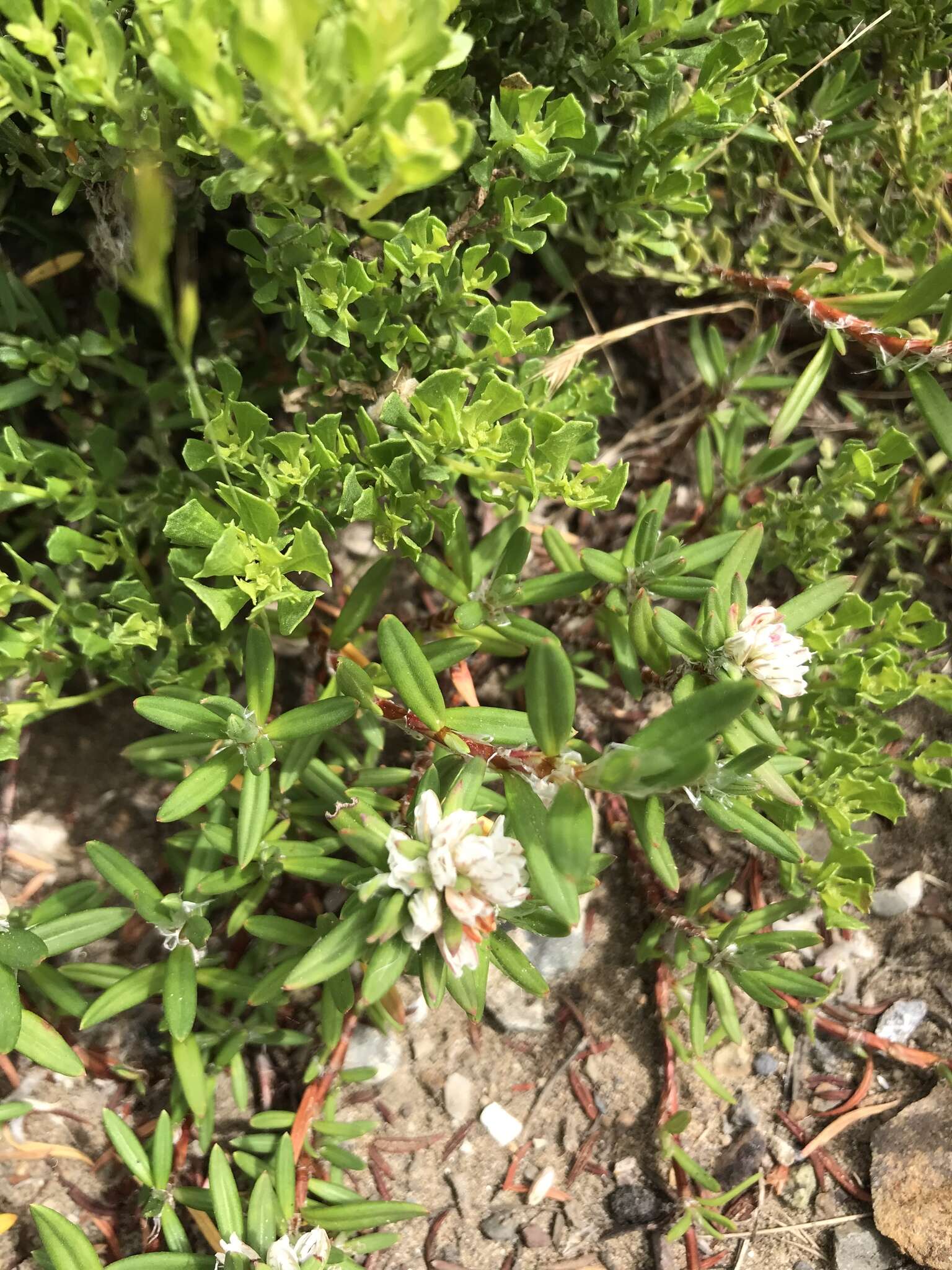 Image of beach knotweed