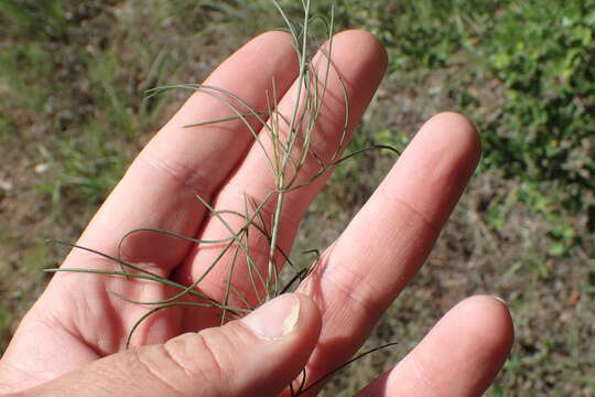 صورة Thelesperma flavodiscum (Shinners) B. L. Turner