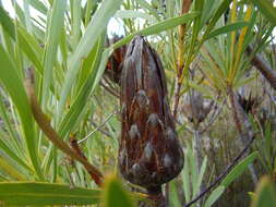 Image de Protea repens (L.) L.