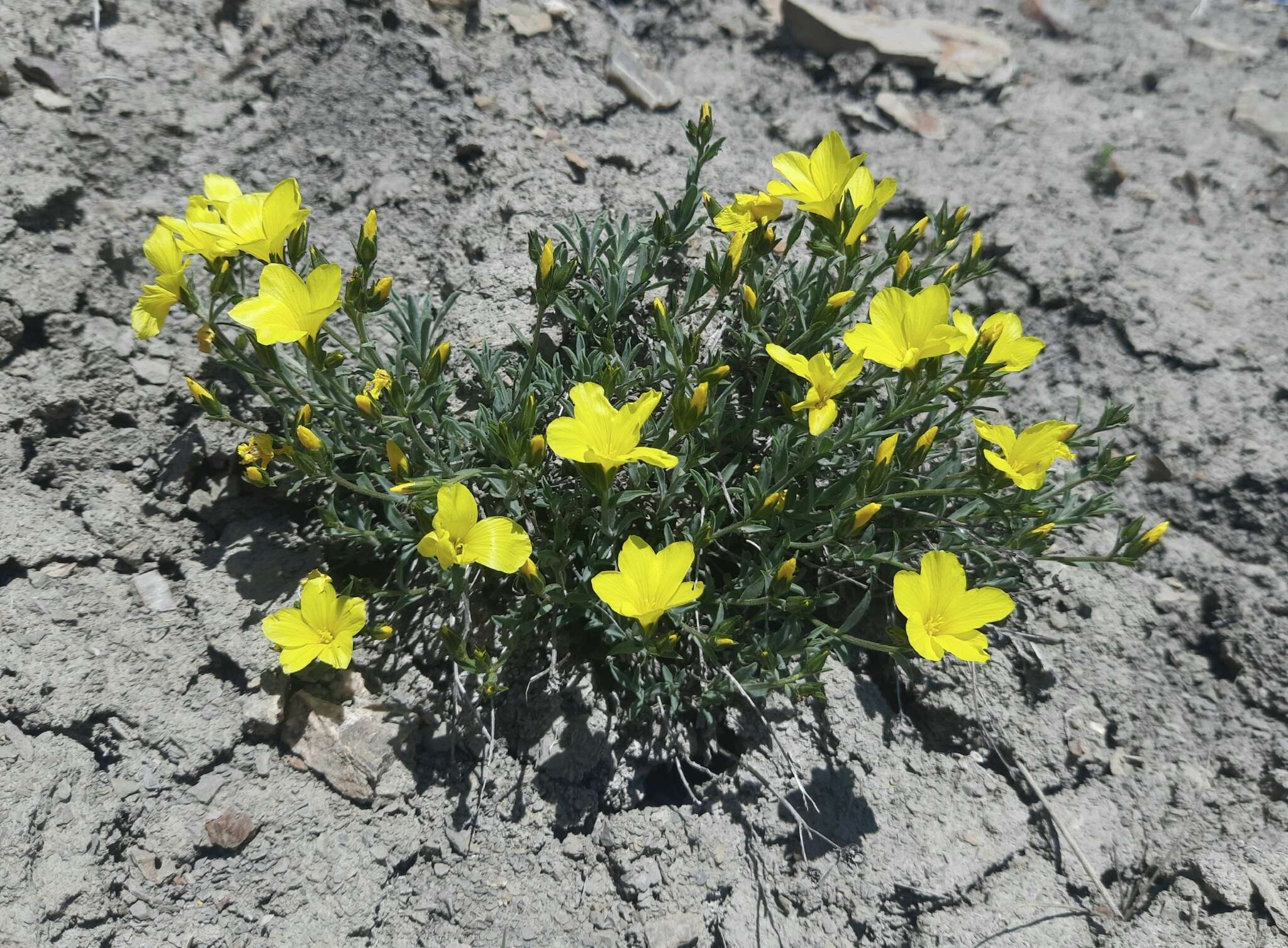 Linum pallasianum Schultes resmi