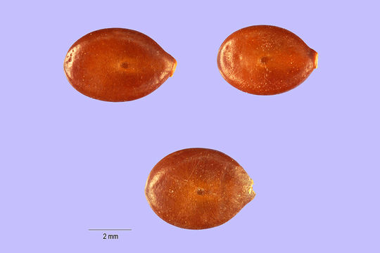 Image of Mulga