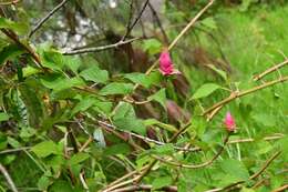 Image of Salvia wagneriana Pol.