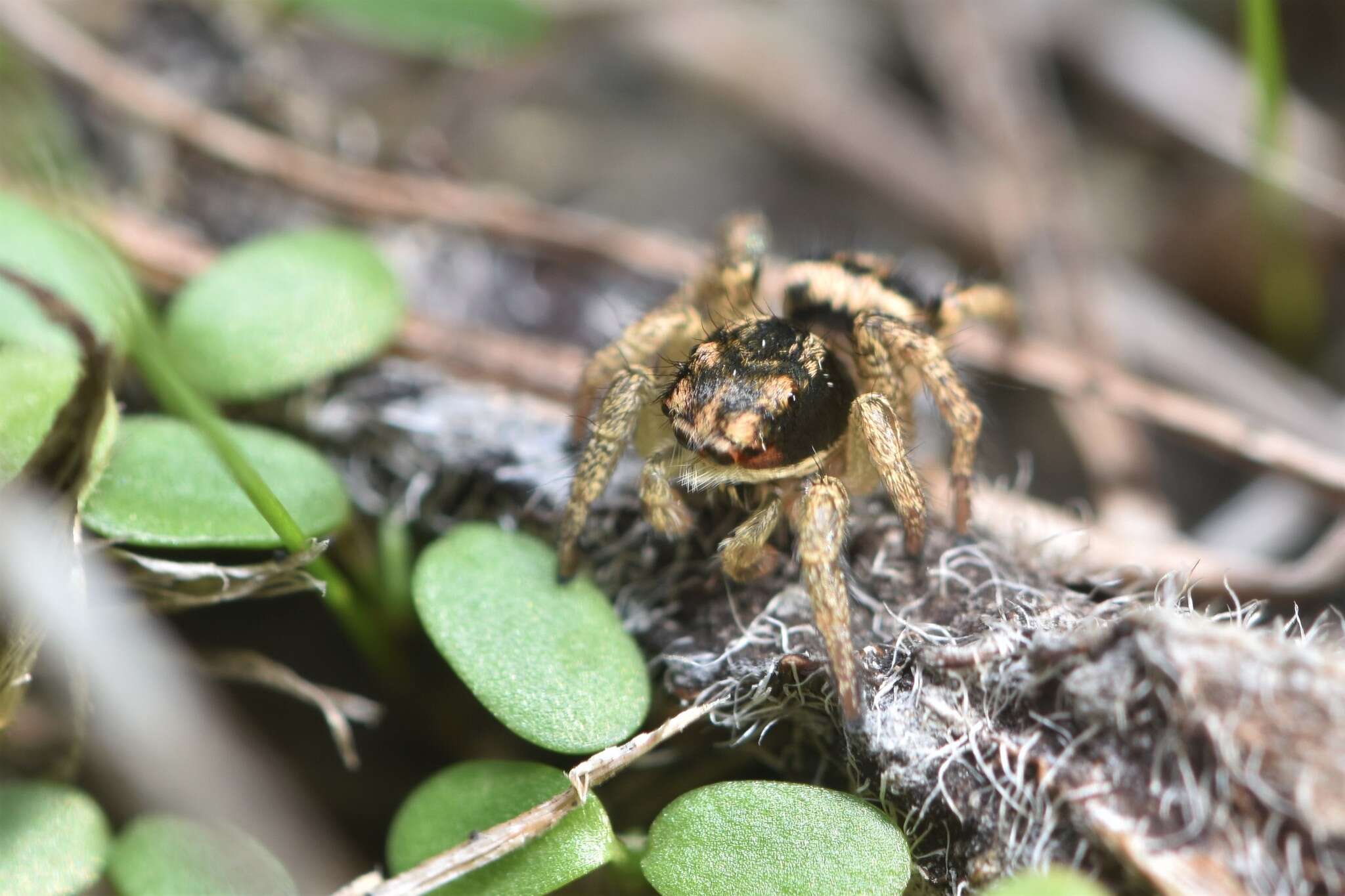 Image of Habronattus ophrys Griswold 1987