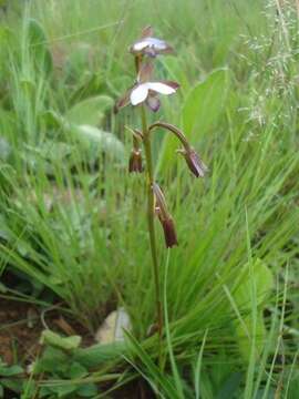 Image de Eulophia hians var. nutans (Sond.) S. Thomas