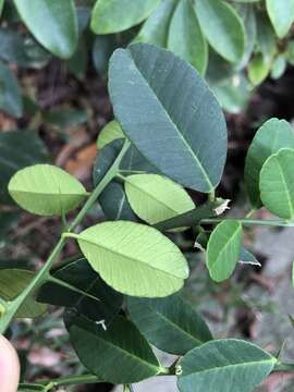 Atalantia buxifolia (Poir.) Oliv. resmi