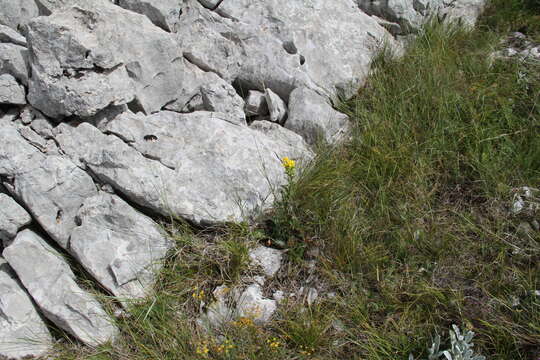 Plancia ëd Solidago virgaurea subsp. taurica (Juz.) Tzvel.