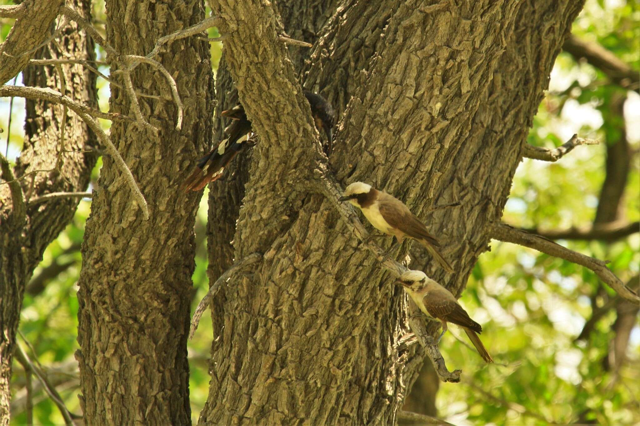 Image of Southern White-crowned Shrike