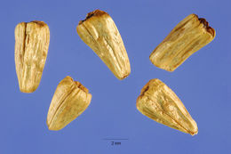 Image of Acorus calamus L.