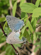 Imagem de Glaucopsyche lycormas (Butler 1866)