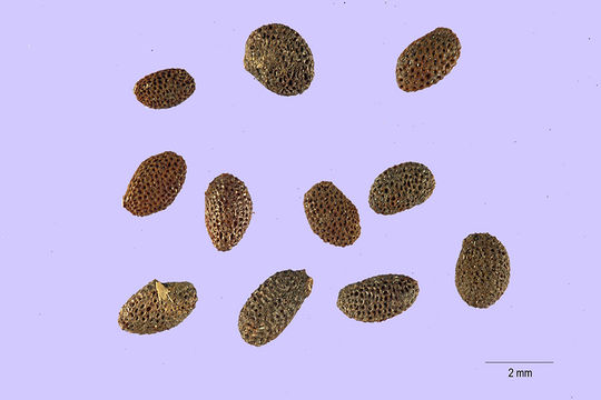 Image of Kiwi fruit
