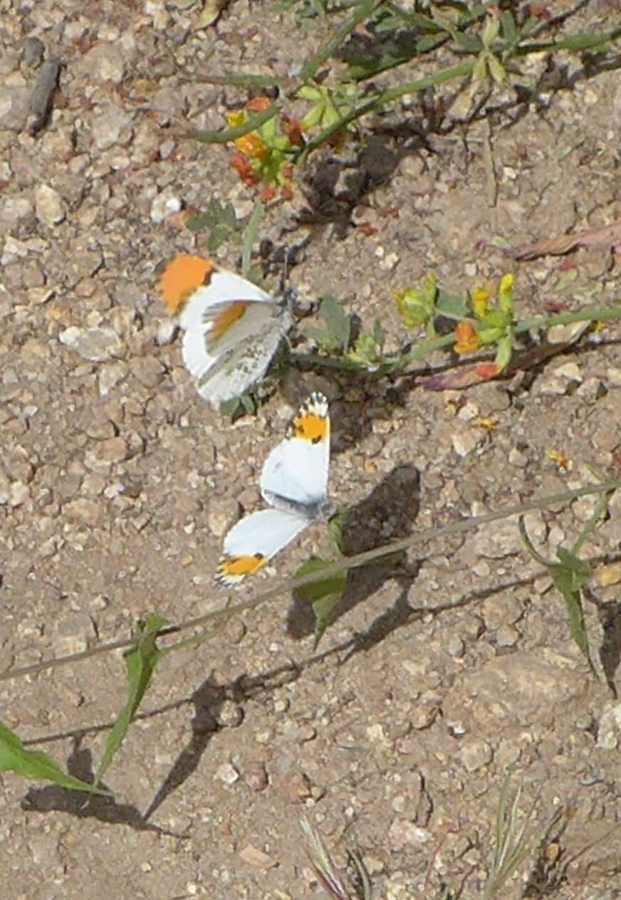 Image of Sara Orangetip