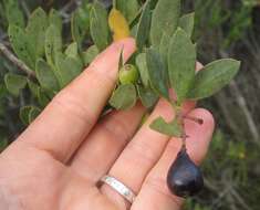 Image of Coastal tannin-bush