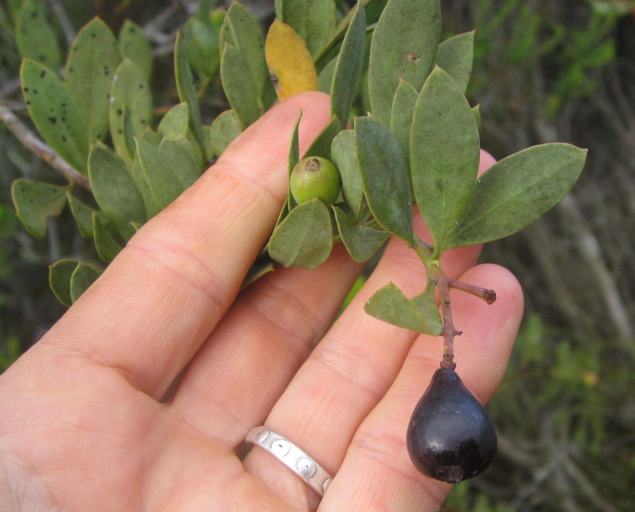 Image of Coastal tannin-bush