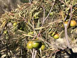 Image of Santalum murrayanum (T. Mitch.) C. Gardner