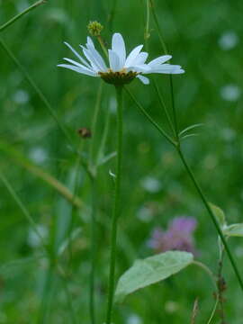 صورة Leucanthemum ircutianum (Turcz.) DC.