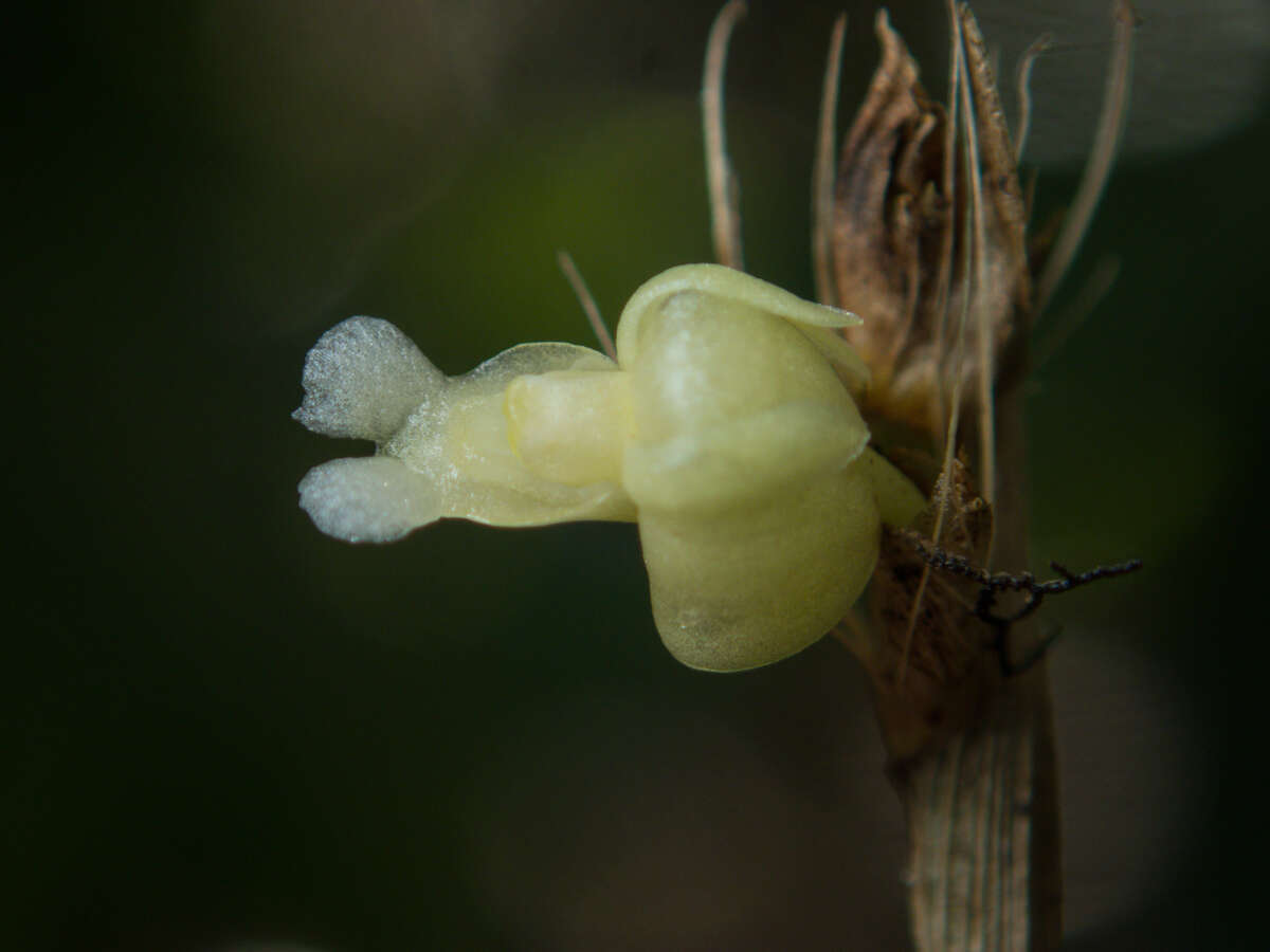 Dendrobium aloifolium (Blume) Rchb. fil.的圖片