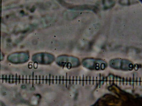 Слика од Cosmospora arxii (W. Gams) Gräfenhan & Schroers 2011