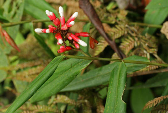 Image of Renealmia sessilifolia Gagnep.