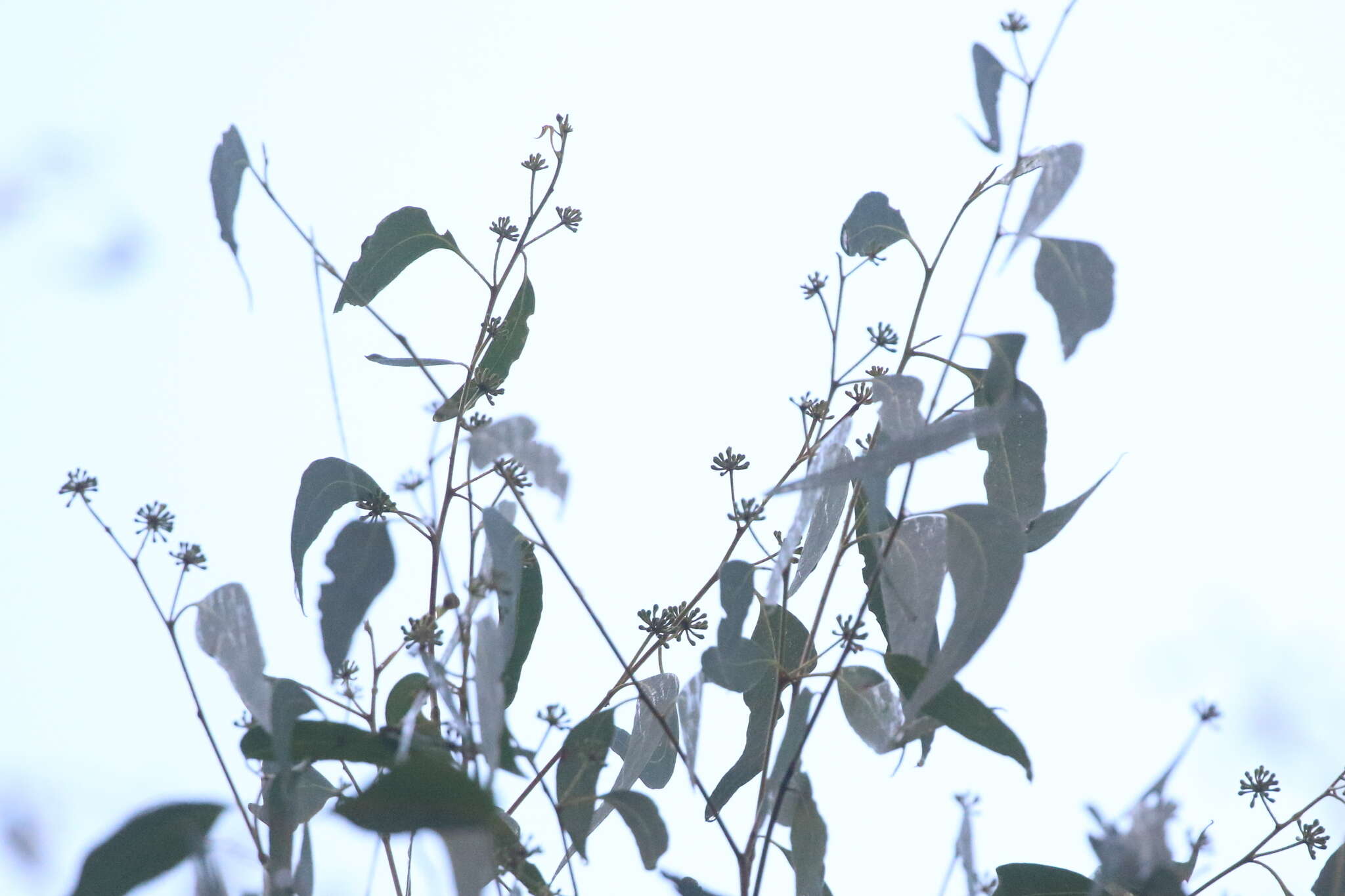 Image of Eucalyptus racemosa Cav.