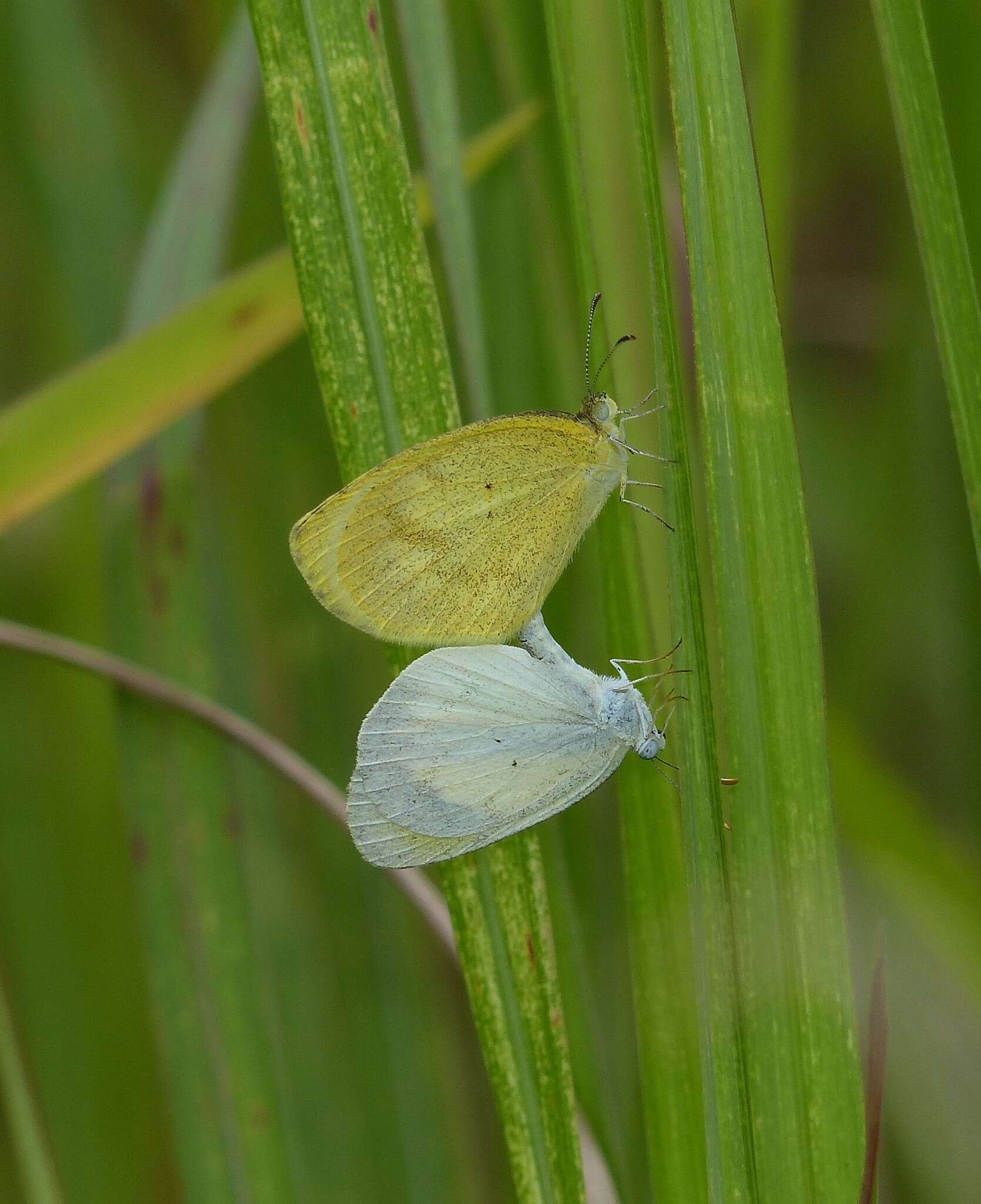 Image of Eurema elathea (Cramer (1777))