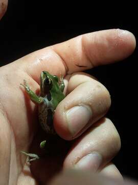 Image of Ornate Chorus Frog