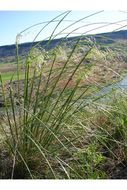 Image of Indian ricegrass