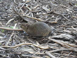 Image of Australian Swamp Rat