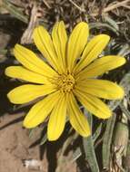 Image of Common gazania