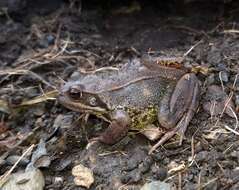 Image of Common frog