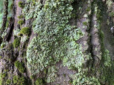 Image de Phaeophyscia leana (Tuck.) Essl.