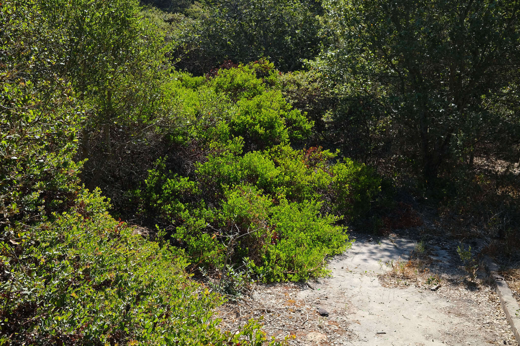 Image of Hooker's manzanita