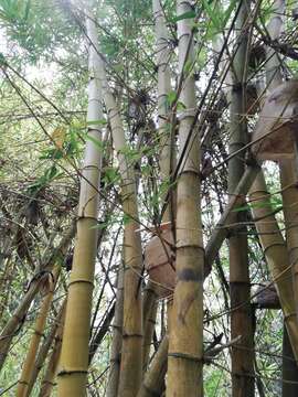 Image of Bambusa vulgaris Schrad. ex J. C. Wendl.