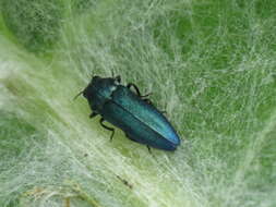 Image of Meliboeus amethystinus (Olivier 1790)