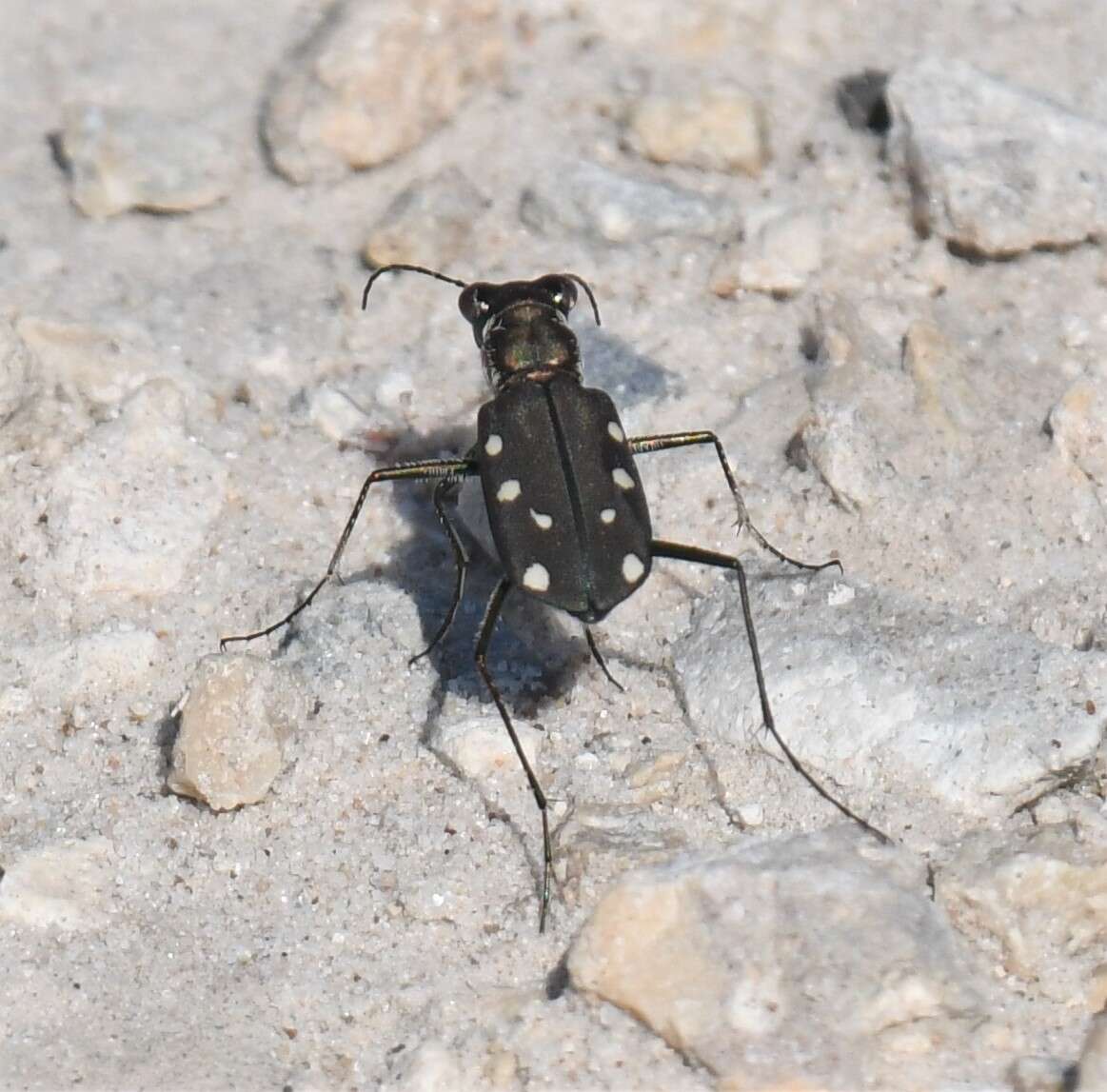 Image of Cicindela (Cicindelidia) ocellata rectilatera Chaudoir 1843