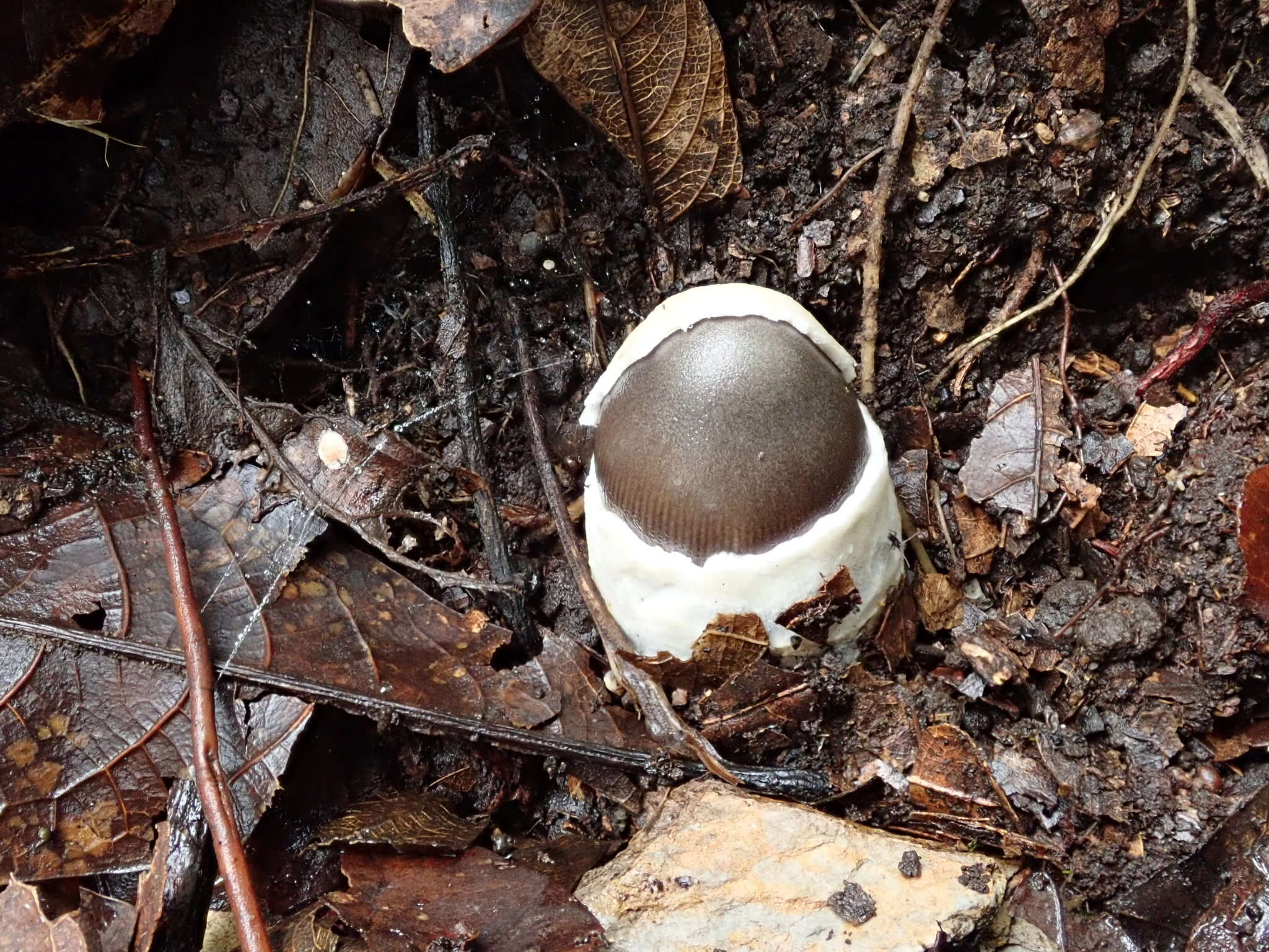 Image of Amanita fuligineodisca Tulloss, Ovrebo & Halling 1992