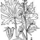 Image of Aconitum noveboracense A. Gray ex Coville
