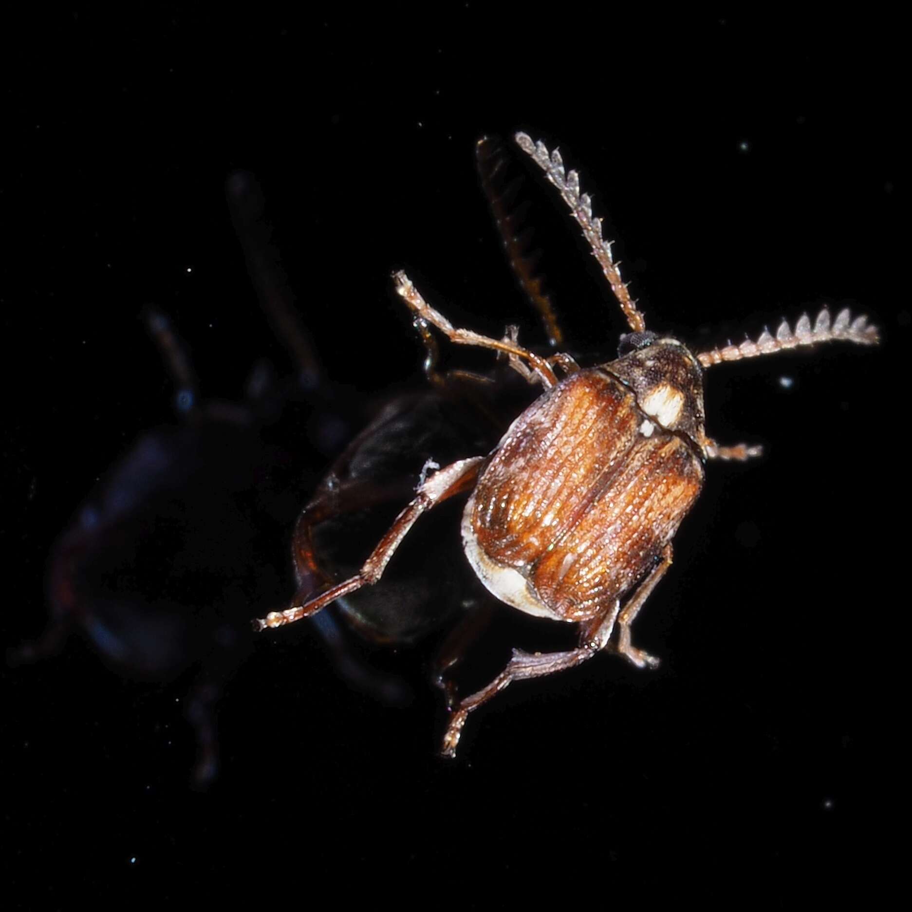 Слика од Callosobruchus chinensis (Linnaeus 1758)