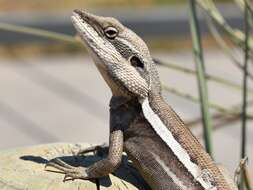 Image of Long-nosed Water Dragon