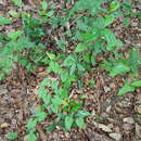 Image of Florida yam