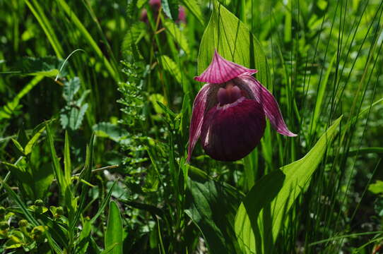 Image of Large-flowered Cypripedium