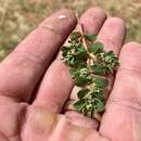 Image of Euphorbia stictospora var. stictospora