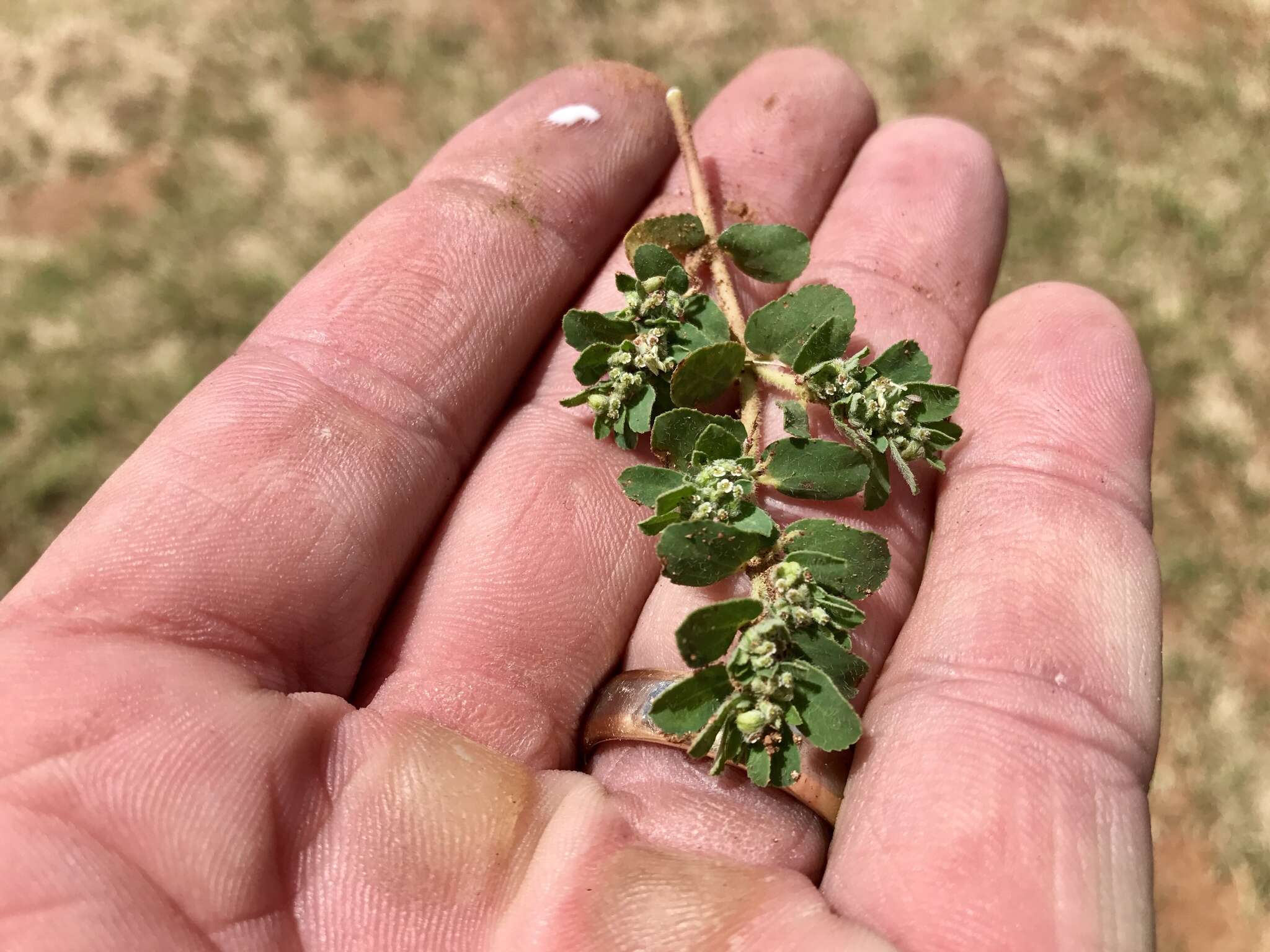 Imagem de Euphorbia stictospora var. stictospora